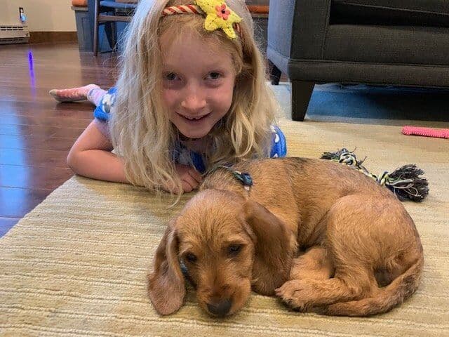 The Basset Fauve De Bretagne – A Versatile Little Scenthound