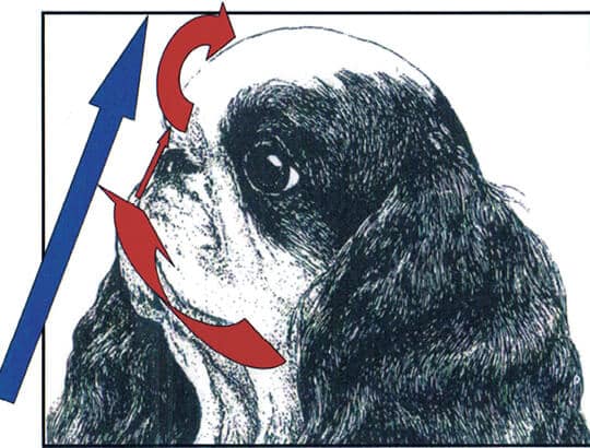 Figure 1. English Toy Spaniel Breed Standard - Ideal Head. Head study from the Judge’s Seminar booklet.