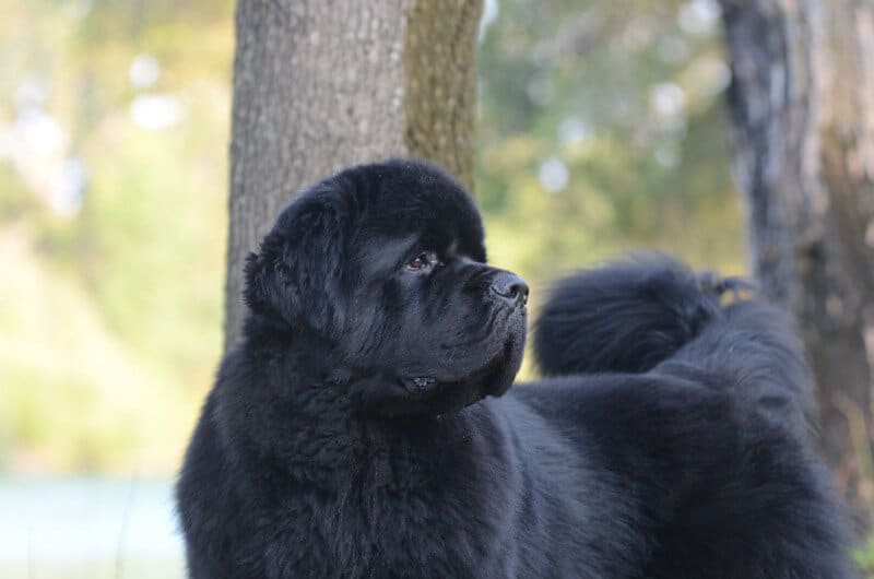 black newfoundland dog