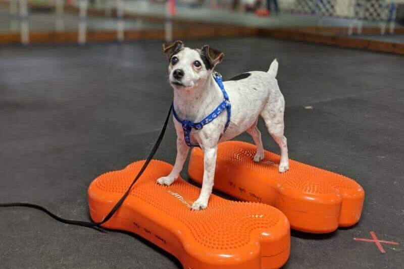 oscar jack russel fitbones