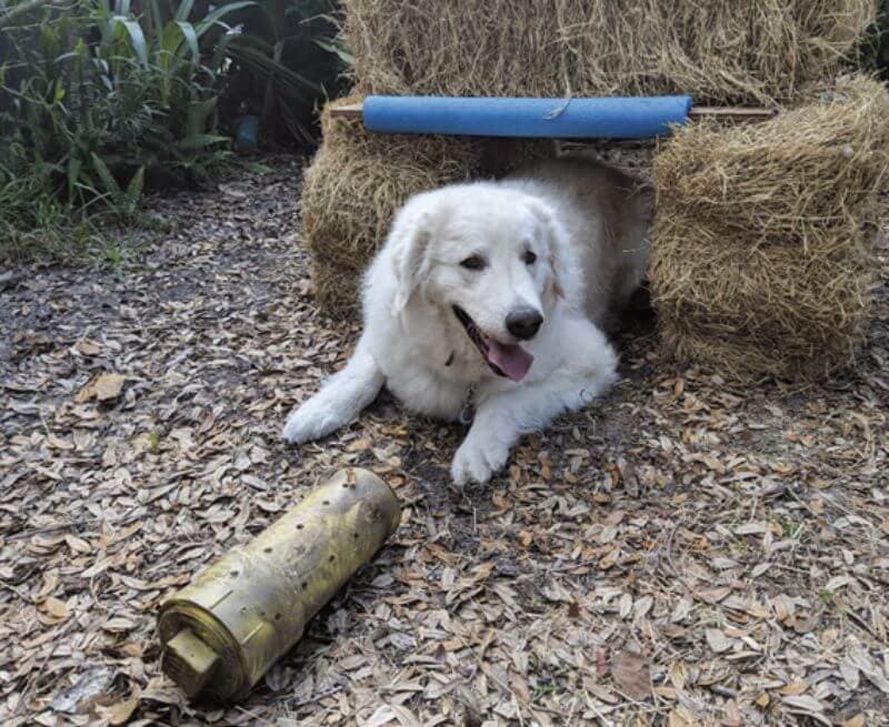 Barn Hunt: ‘Smitty’ (UKC ALCH Taliszman Drinks Are On Me BN RN FDC TT CGCA CGCU TKN RATI) practices going through a simple tunnel.