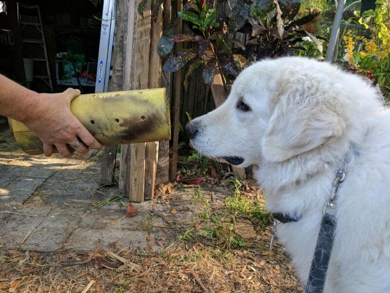 Barn Hunt: ‘Smitty’ is introduced to a rat in a competition tube.