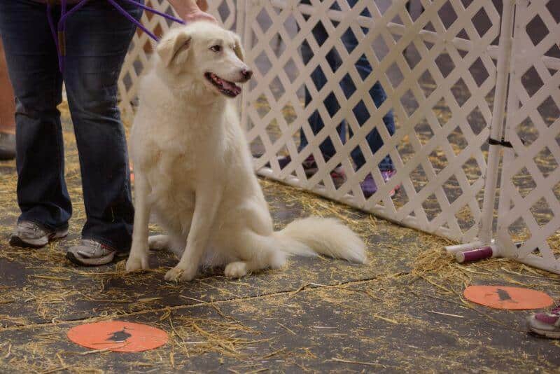Barn Hunt: ‘Magnolia’ CGC RATCH CZ8S getting ready in the start box.