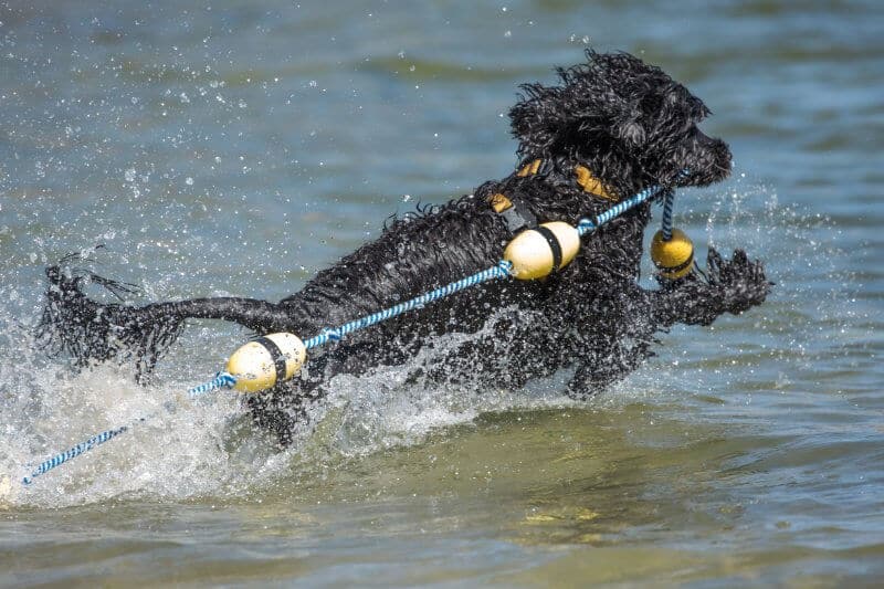 Portuguese Water Dog Water Trials