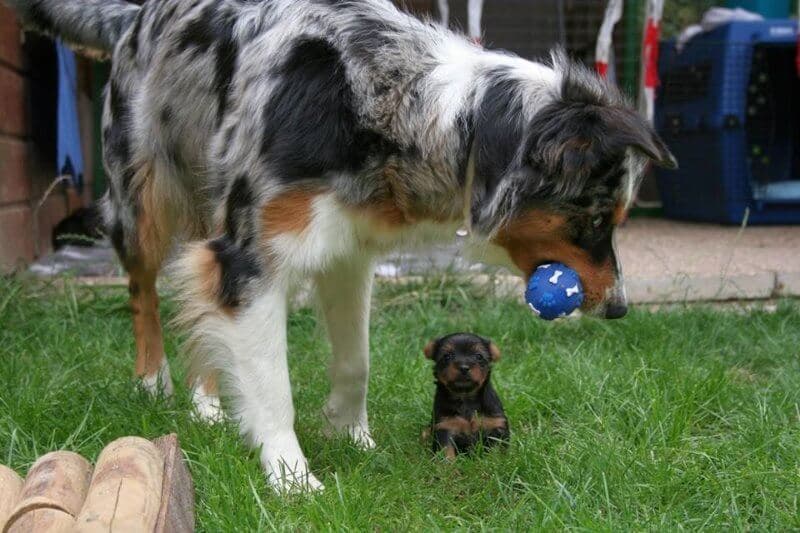 Adult dog playing with a puppy in a yard