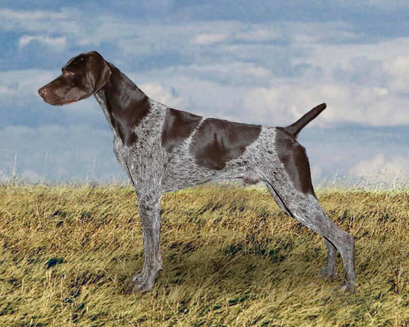 German shorthaired pointer