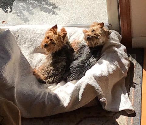 Silky terriers