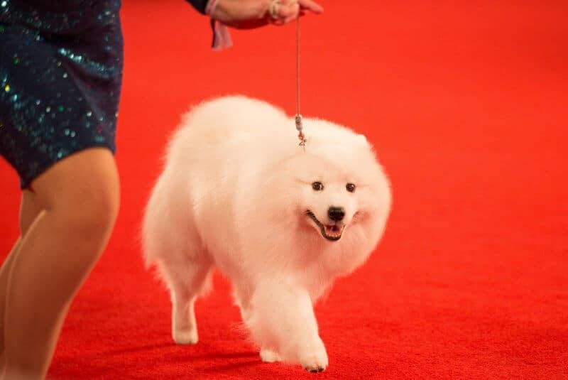 akc national championship - ESPN, American Kennel Club Renew Media Rights Relationship