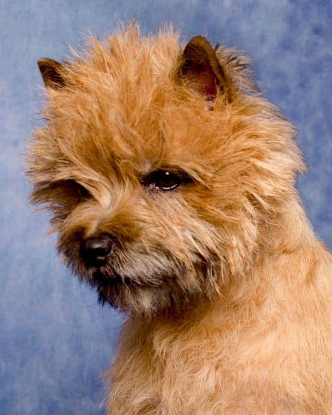 ‘Josie,’ Ch. Ashwood Kenric’s Pussycat Doll