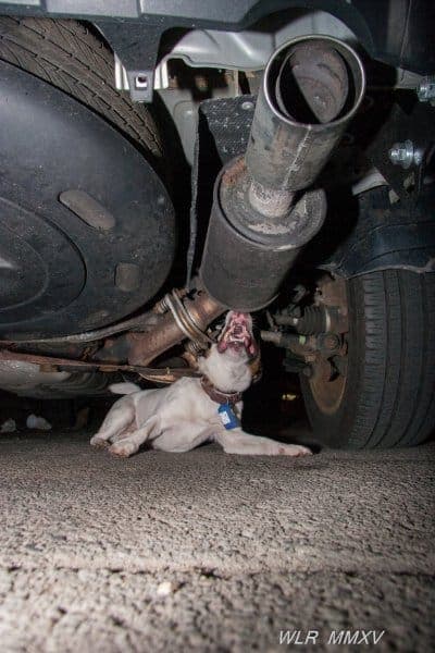 Doin’ What Comes Naturally… The Rat Hunting Dogs of New York City