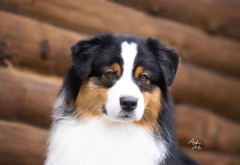 Australian Shepherd was one of the breeds judged by Linda Clark