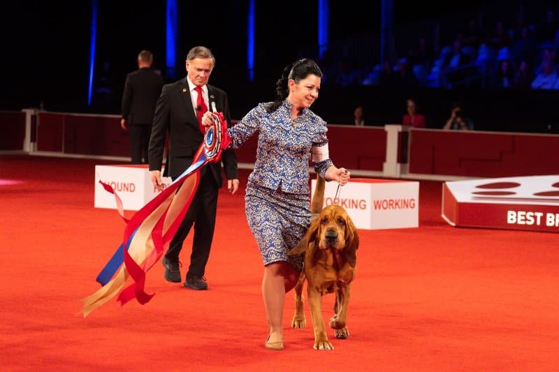 Carl Liepmann with Best Bred-By-Exhibitor in Show GCHS CH Flessner's Toot My Own Horn, a Bloodhound known as “Trumpet,”