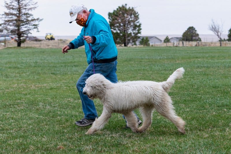 Man and Komondor dog outside