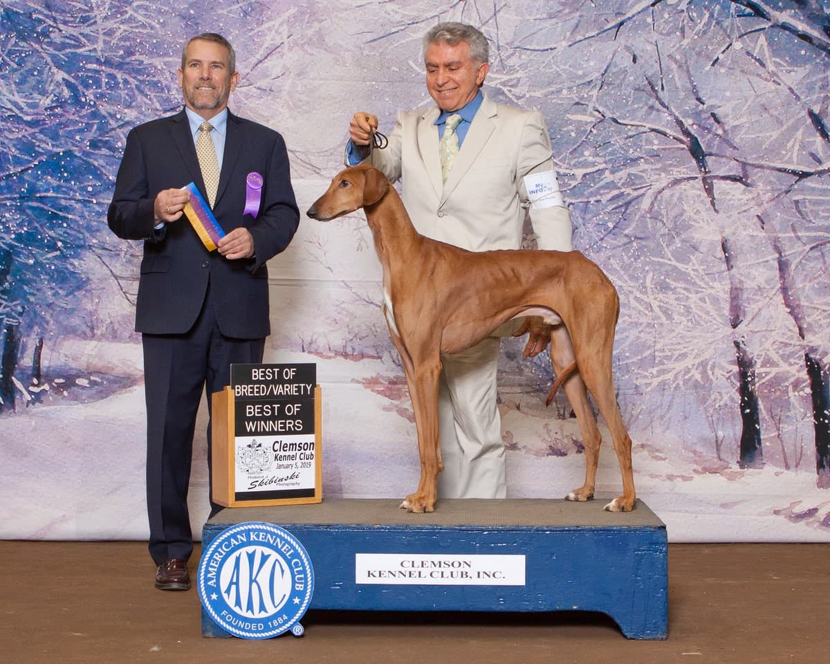 Figure 6. Azawakh stacked, illustrating ideal body proportions. CH Starfire’s Mateo (First AKC Recognized Champion)