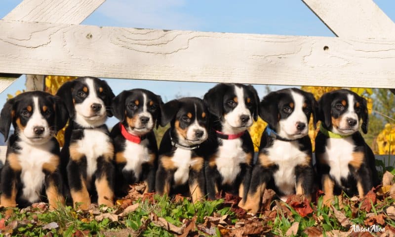 Greater Swiss Mountain Dog puppies