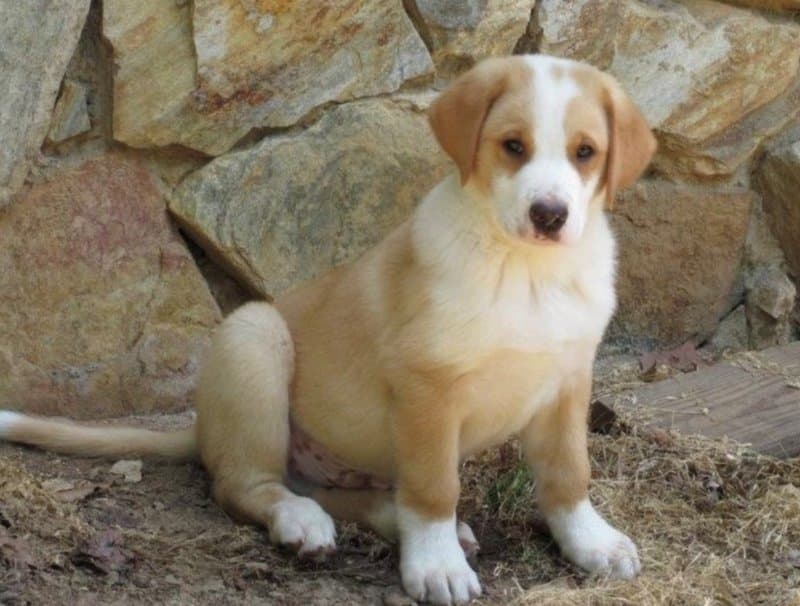 Greater Swiss Mountain Dog puppy