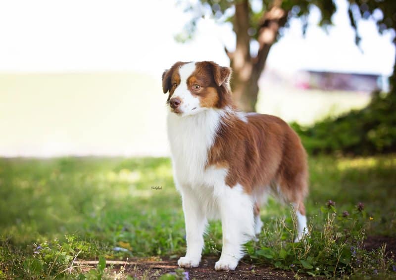 Miniature American Shepherd was one of the breeds judged by Elizabeth (Liz) Muthard