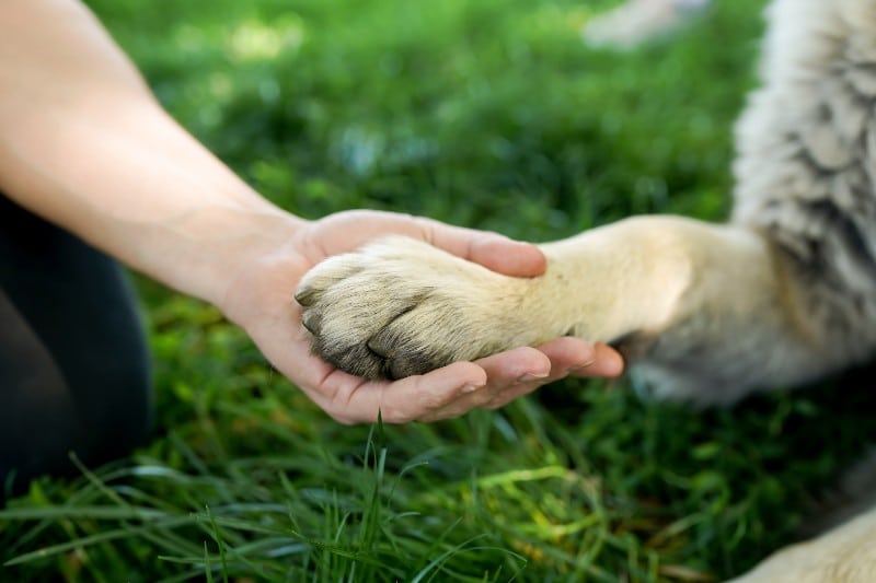 human and dog shaking hand to represent A Great End to a Challenging 2022 Year in dog show community