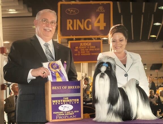 Wendy Anderson's Winterholme Shih Tzu named JAX winning BEST OF BREED at the prestigious Westminster Dog Show in New York City