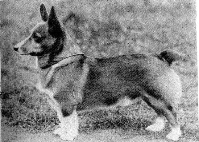 UK CH Rozavel Red Dragon b. 1932