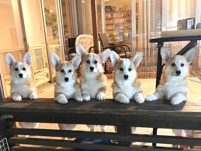A litter of six Pembroke Welsh Corgi puppies