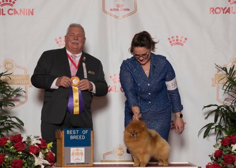 Aly Bell with "Paul," one of her BallOFur Pomeranians