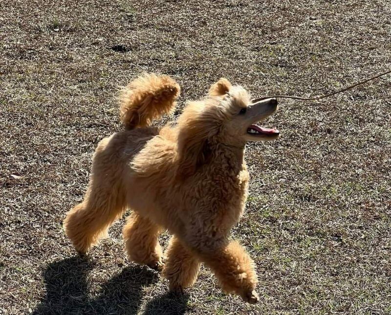 AnnMarie Saunier's Shiann Poodle