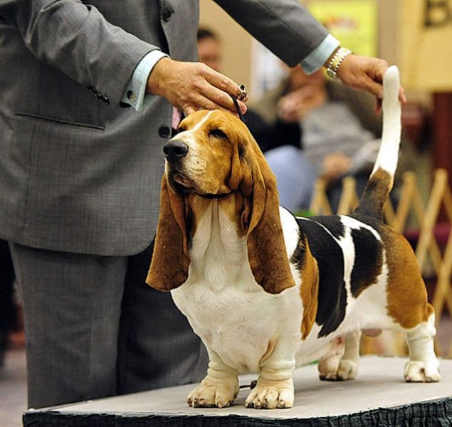 Front photo of a Basset Hound in the dog show ring