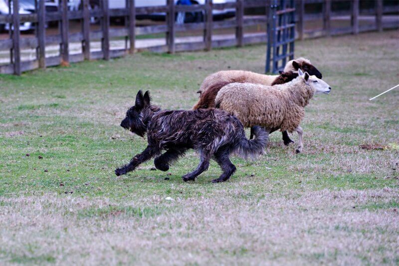 Berger Picard herding sheep