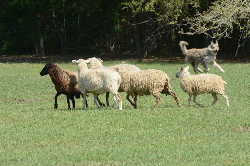 Berger Picard herding sheep