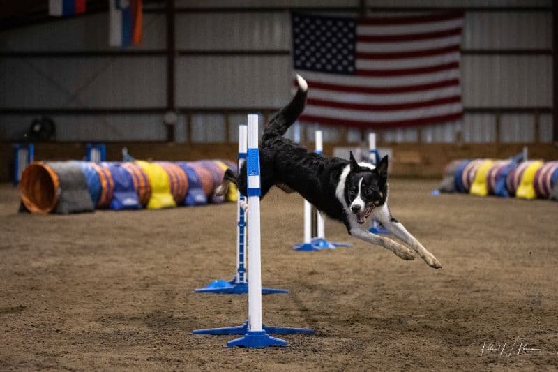 Border Collie running in a Agility trial