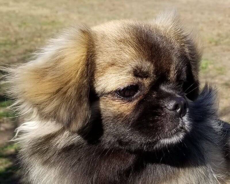Carol Zieris' Primah Tibetan Spaniel