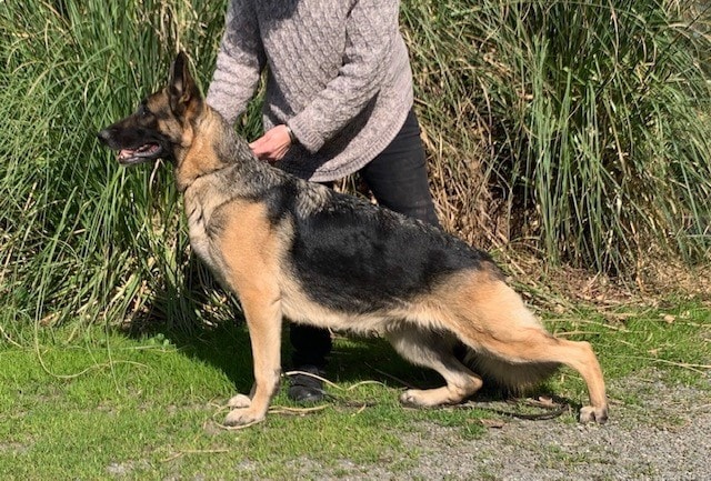 Gloria Birch with one of the Covy-Tucker Hill German Shepherd Dogs