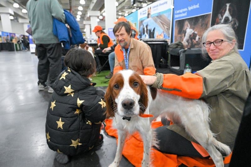show entries - Irish Red and White Setter
