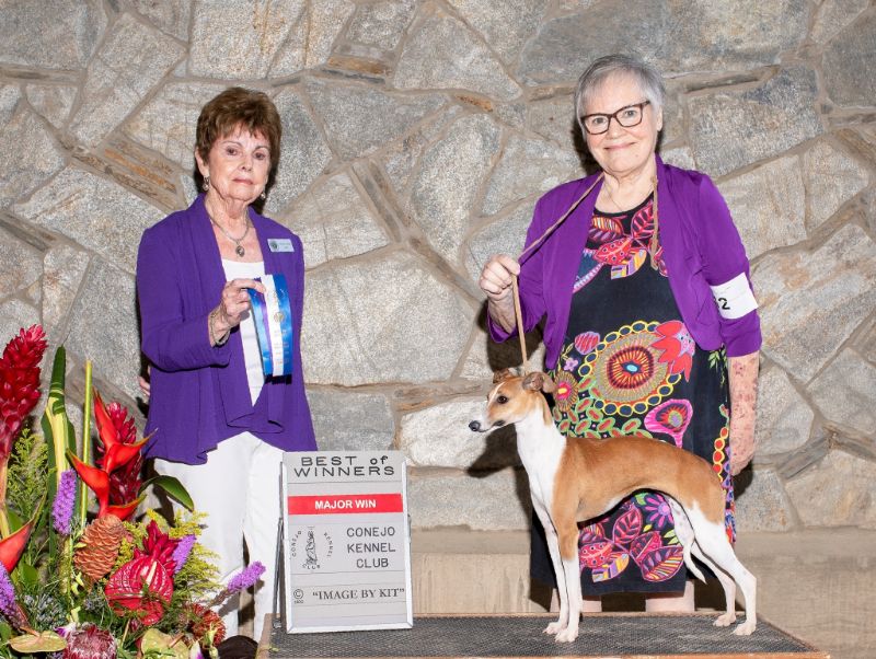 Jeannie Love with one of her Amore’ Italian Greyhounds