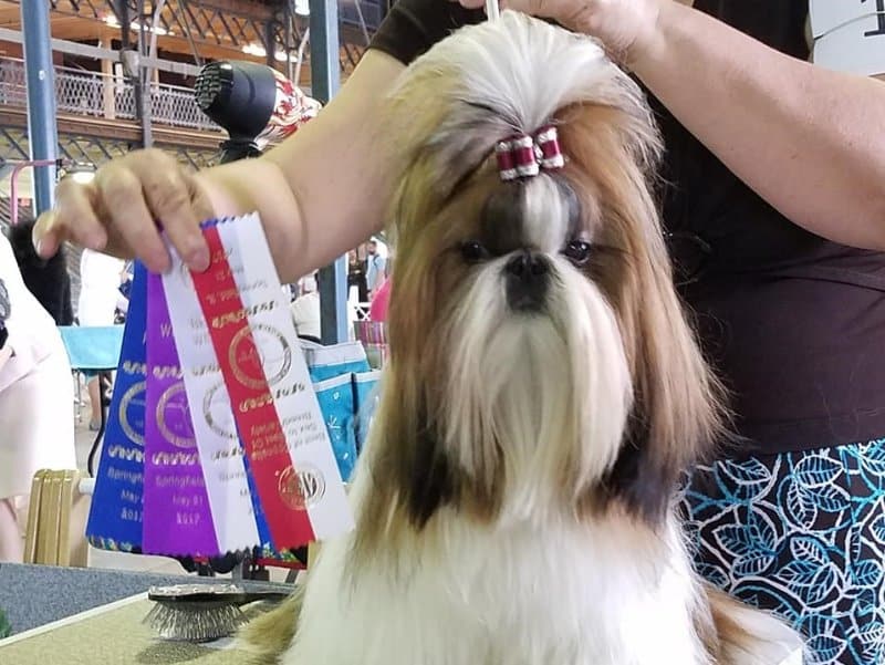 Carla Johnson's JOCAR Shih Tzu with it's accolades