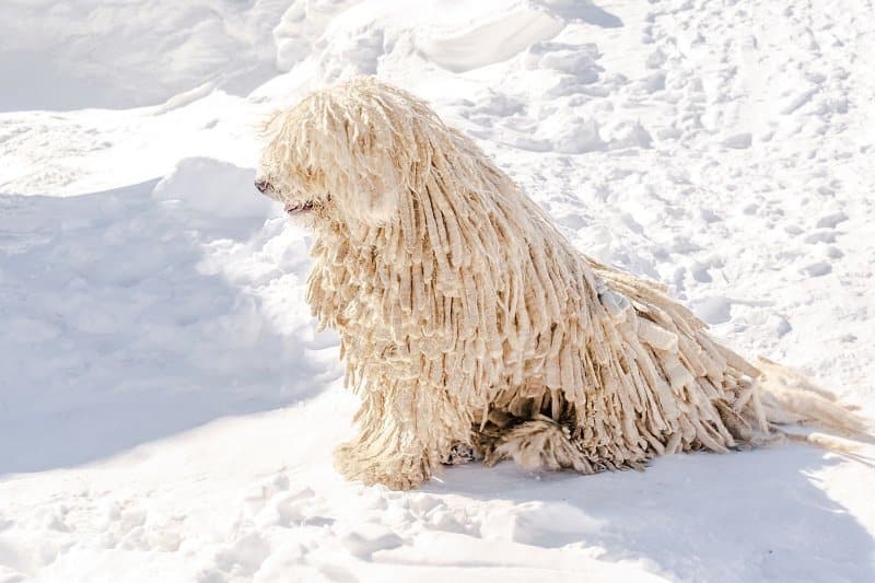 Komondor sitting outside in the snow