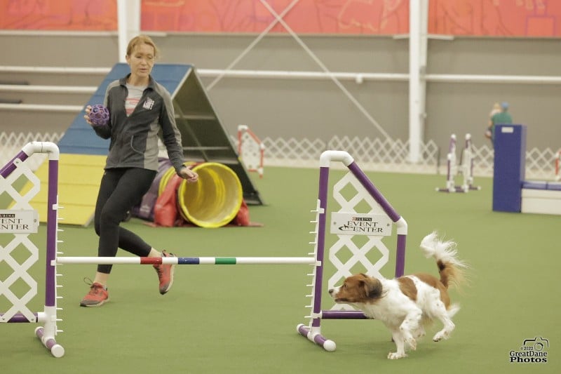 Liz Barshack with Nederlandse Kooikerhondje "Senna"