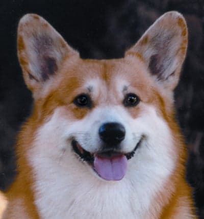 Front head photo of the Pembroke Welsh Corgi dog