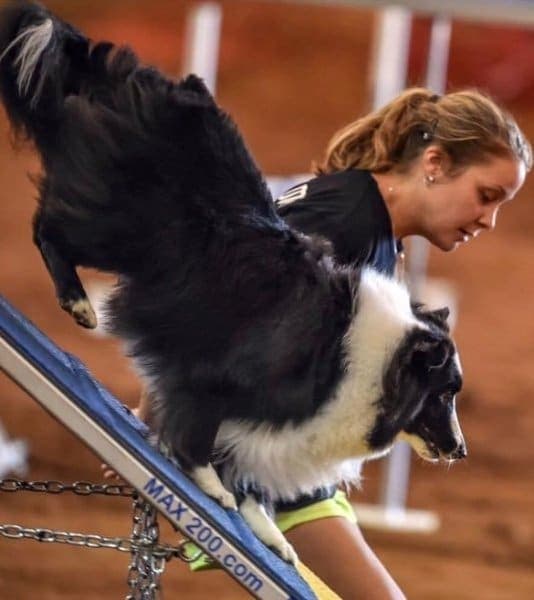 Shetland Sheepdog ‘Rascal’ at one of his first competitions.