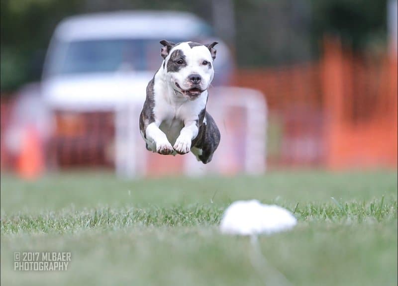 Amstaff running
