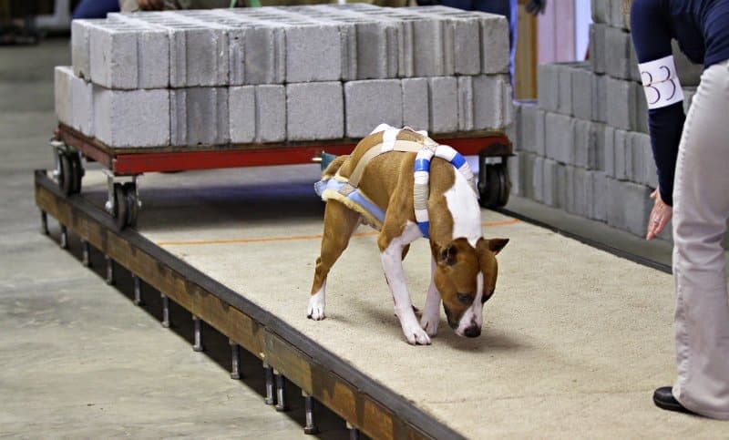 The Versatile Amstaff