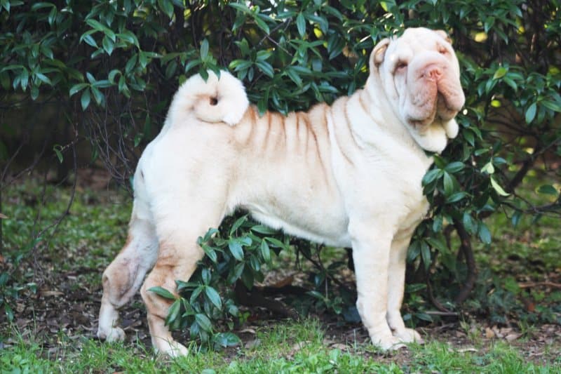 Chinese Shar-Pei