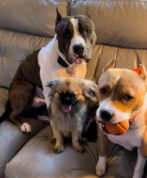 Service Dogs: Why Our Purposefully Bred Dogs Are a Better Fit