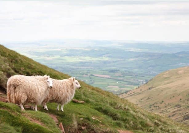 2 sheep on the hills of Pembrokeshire