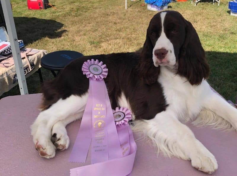 Vistah English Springer Spaniels