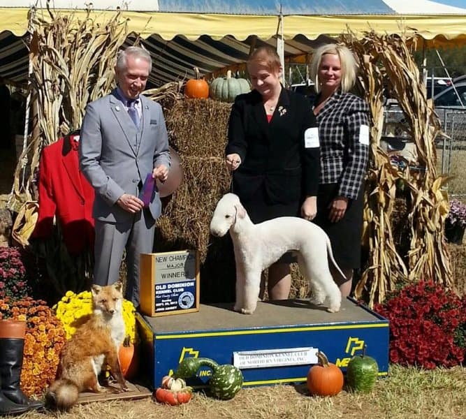 ‘Marcus’ finishes his American Championship with his favorite human, Malin Eriksson, and owner, Eva Byberg. He was to confront more than a few foxes in later years.