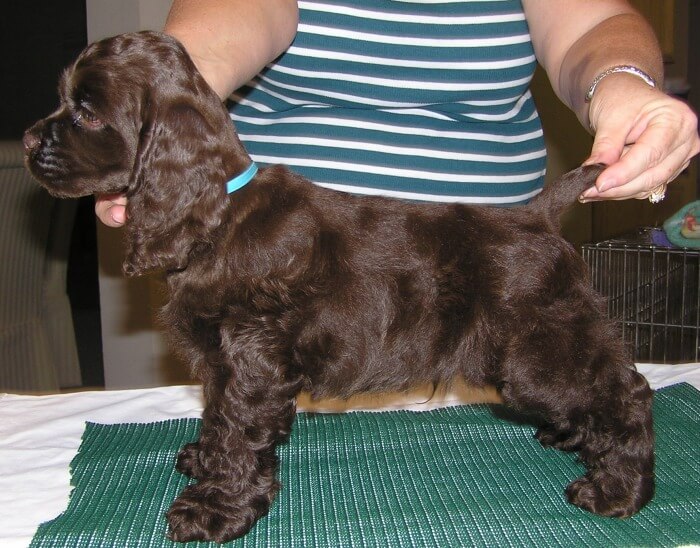 DreamShadow Cocker Spaniel puppy
