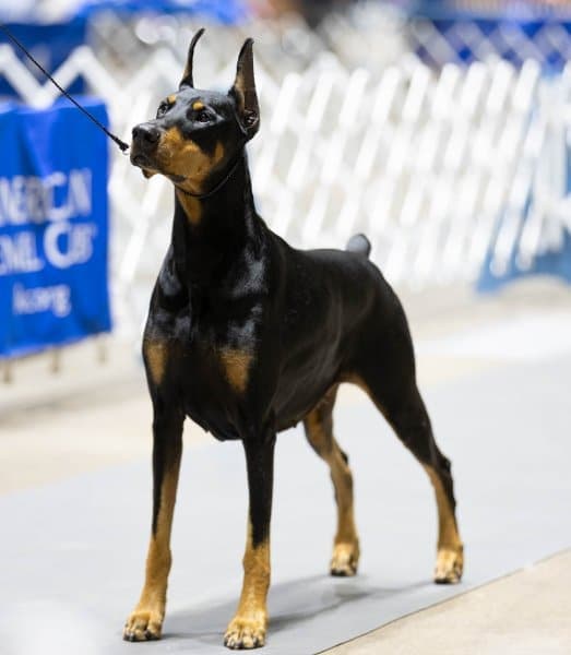 Doberman Pinscher at a dog show
