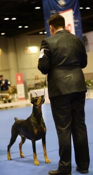 Bryant Janetzke with his Doberman Pinscher at a dog show